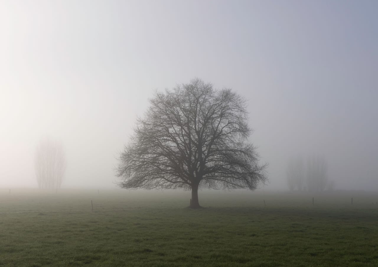 A lone leafless tree in a grassy field surrounded by fog.