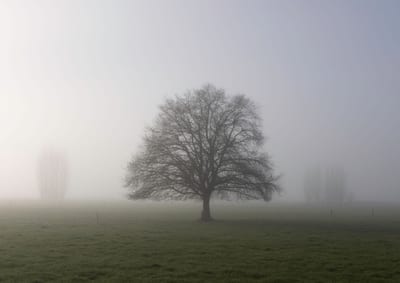 A lone leafless tree in a grassy field surrounded by fog.